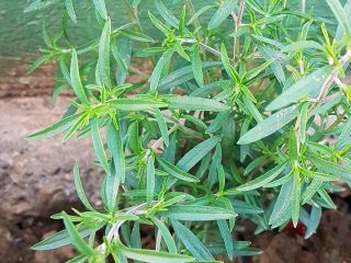 Vrtni čubar (kvelna)